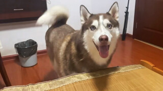 [Hewan] Seekor husky meminta makan