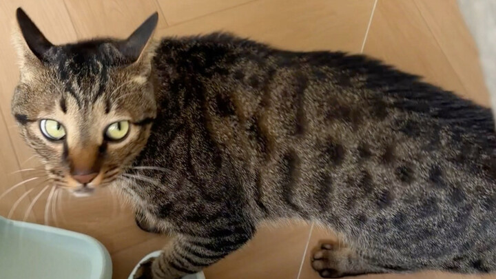 Cara mengundang kucing calico untuk berduel