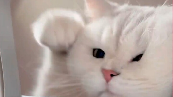 ดูพี่ปังปังซัดคุณสองหมัดสิ!