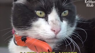 猫咪每天徒步8公里追寻心仪喵