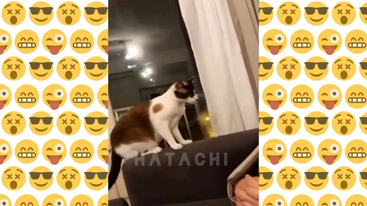 Funny Cats on TikTok