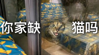 After watching the surveillance footage, I finally realized how much stray cats long for a warm home