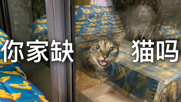 Setelah melihat rekaman kamera pengawas baru tahu, betapa seekor kucing liar sangat menginginkan rum