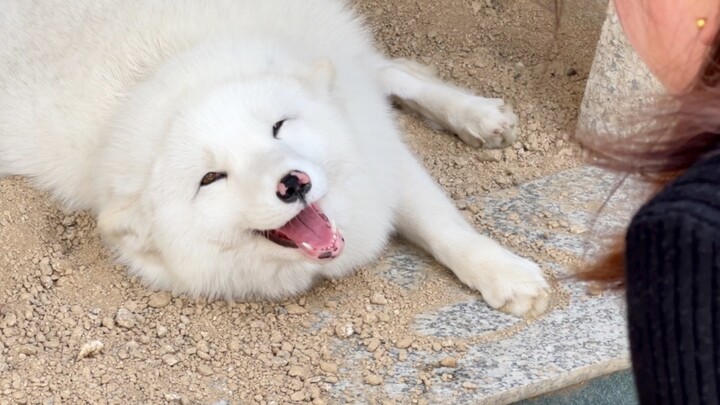 This fox actually laughs with people, so cool!!!