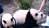 [Hewan] Panda He Hua | Dibelai