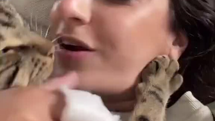 Chase the Clingy Kitten Compilation. Why Is He So Affectionate and Cute?