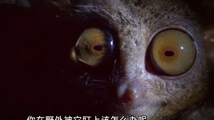 “ลิงตาโต นักล่าที่น่ากลัวที่สุดในป่าดงดิบ”