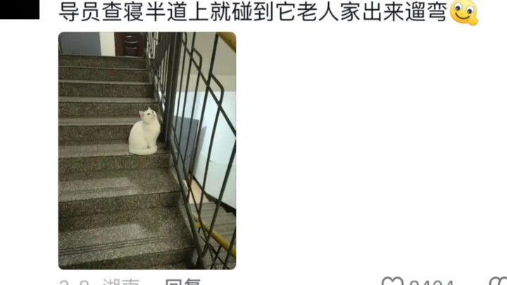 How college students get caught for keeping pets in their dorms. The comments are crazier and crazie