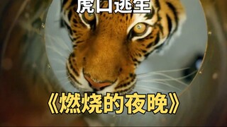 饿3天的老虎出现在家里，女孩通风管道惊险逃生《燃烧的夜晚》