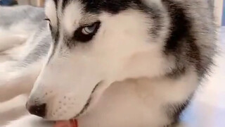 I want to be your Daji, I will destroy your furniture and you