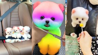 Funny and Cute Dog Pomeranian 😍🐶| Funny Puppy Videos #120