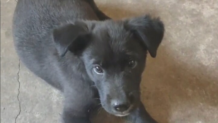 Ever seen a hand-cranked wobble dog?