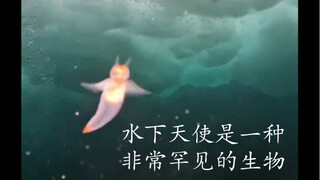 The underwater angel is a very rare creature.