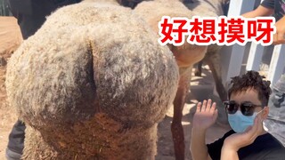 羊的屁屁怎么能这么可爱啊！