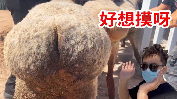 羊的屁屁怎么能这么可爱啊！