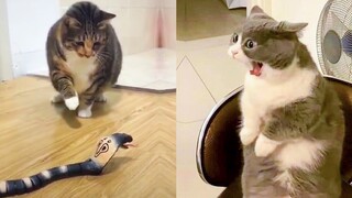 Funniest Animals - Best Of The 2021 Funny Animal Videos #22