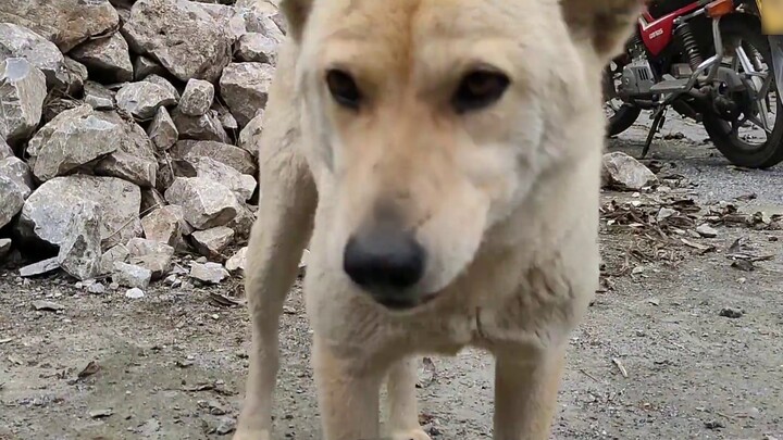 Rewarding the pastoral dog Lulu with beef, she suddenly smiled like a fool. This time she finally di