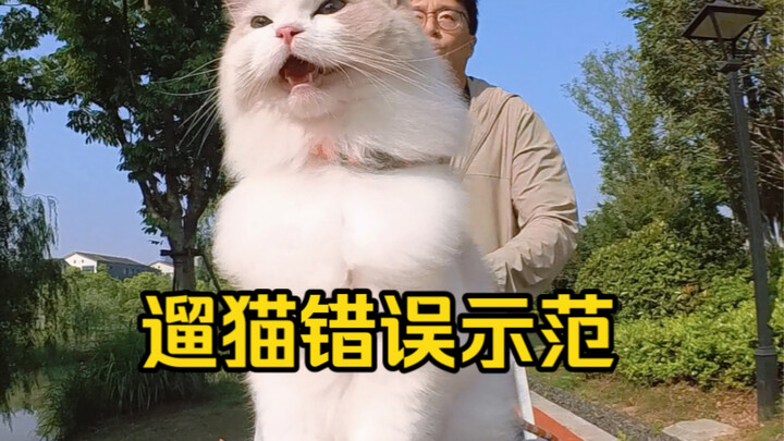 大错特错！这样遛猫吓死小猫咪了，来自遛猫一年的教训…