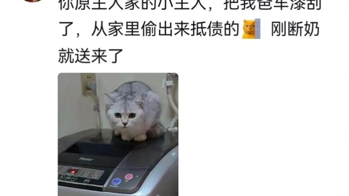 Mom, tell me again the story about how I was chosen from a litter of kittens.