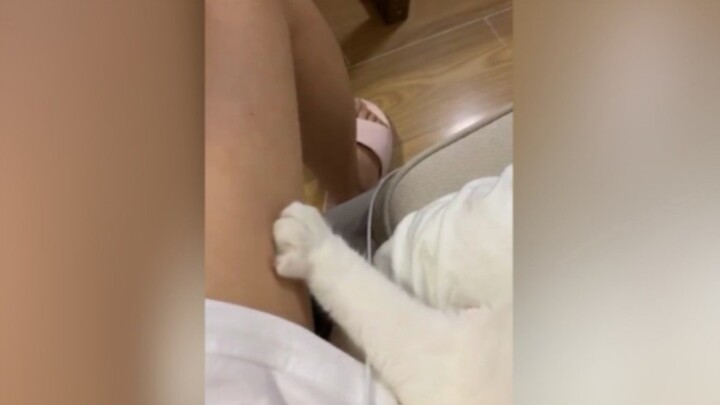Suggestion: Salted Meow Hand