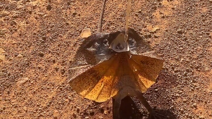 Hewan liar meminta minum