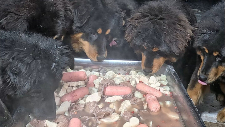 Camilan Malam Pasukan Keamanan Peternakan: Pangsit Kuah Daging, Bikin Bibir Gemuk Cewek Ngiler Air L