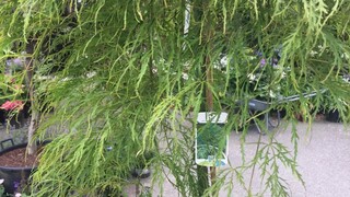 ปลูกต้นเมเปิ้ลญี่ปุ่น เมเปิ้ลเขียว เมเปิ้ลแดง Acer Palmatum Dissectum