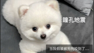 What will happen if you pretend to get bitten by a dog while playing??