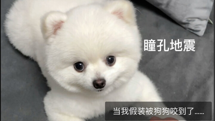 What will happen if you pretend to get bitten by a dog while playing??