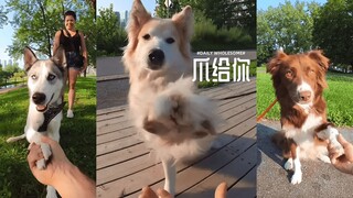 憋说话，握我爪 🐾