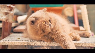 【Vlog Guangzhou】Pertemuan cerita singkat