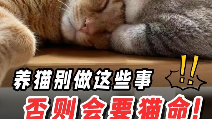 Kinh ngạc❗ 5 bí mật mà mèo không bao giờ nói với bạn, liên quan đến an toàn tính mạng❗
