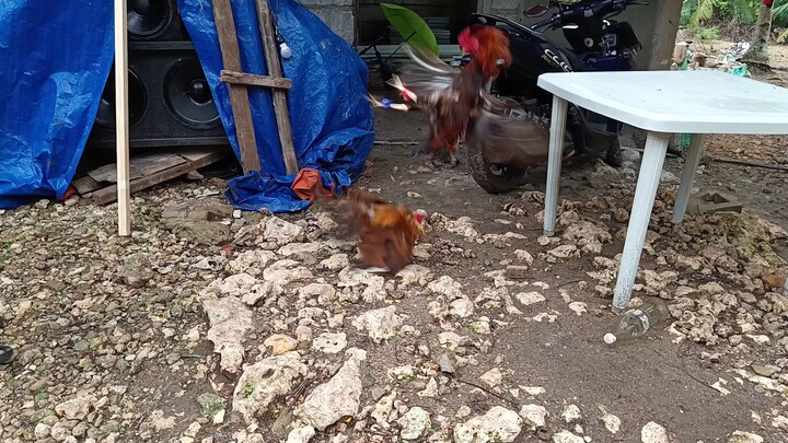 Mclean Kelso VS Gold ng Kapitbahay spar