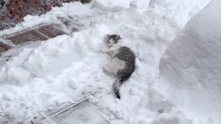 A Russian cat's favorite winter pastime