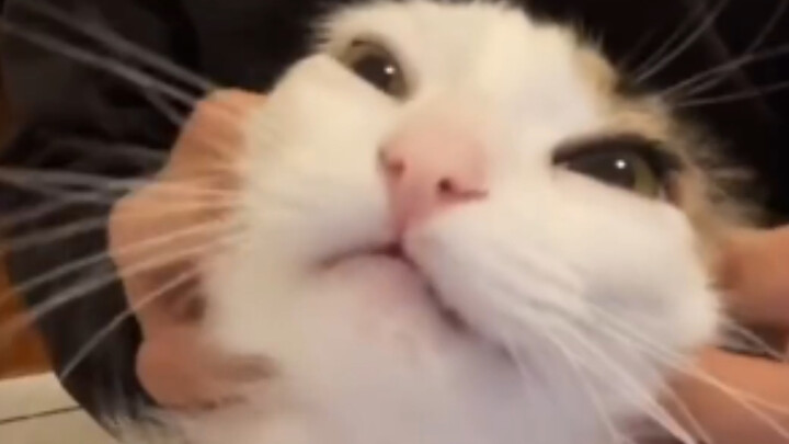 The Ultimate Massage Technique That Sends Kitties into Ecstasy