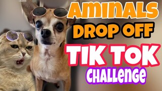 FUNNY ANIMALS TIKTOK | DROP OFF CHALLENGE