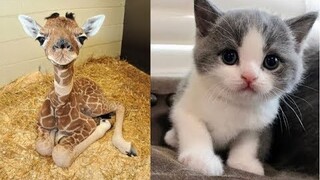 Cute baby animals Videos Compilation cute moment of the animals - Soo Cute! #23