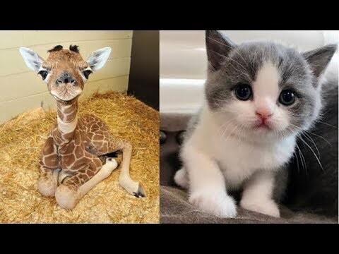 Cute baby animals Videos Compilation cute moment of the animals - Soo Cute! #23