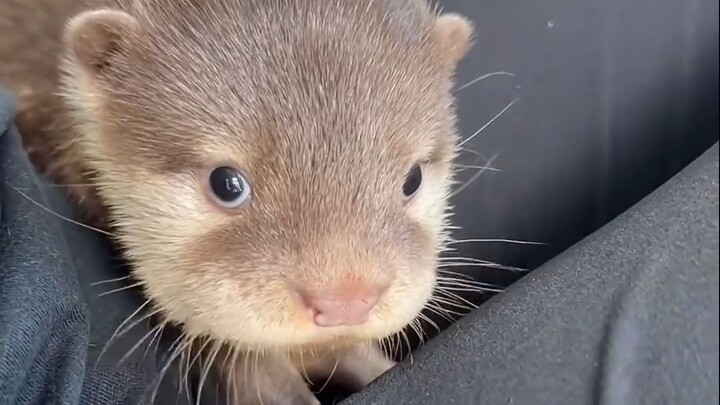 Makhluk kecil yang sama imutnya dengan pacarmu ini adalah seekor berang-berang.