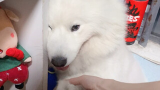 What happens when a girl raises a male Samoyed