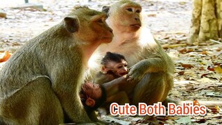 DeeDee Bring Baby Follow Jill And Baby Jilla Too Much,Lovely Both Babies Monkey in Group Amari
