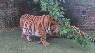 Tiger takes a roar to the face !