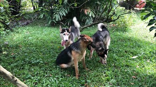 German Shepherd and Siberian Husky Playing at the Garden