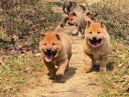 Di antara sekawanan anak anjing, yang paling dulu berlari mendekatimu sambil mengibaskan ekornya bia