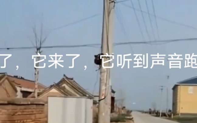 The owner used an ingenious trick to find the dog—less than three seconds later, the husky came home