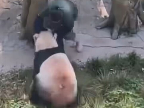 Original video of a panda knocking over its keeper; the crowd on site screams repeatedly...