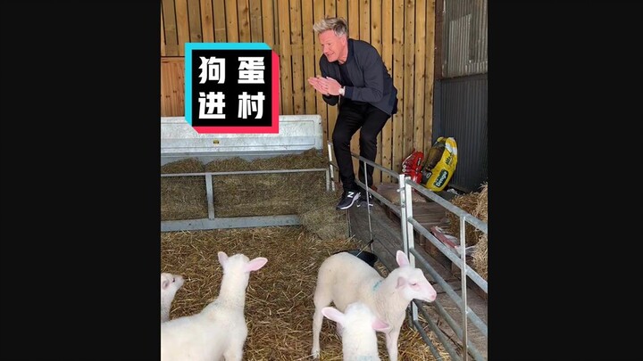 [Gordon Ramsay] Dog Egg Steals a Sheep