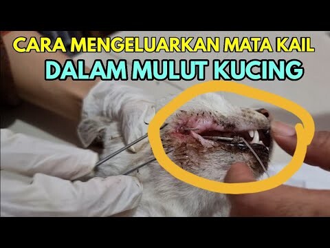 Cara Mengeluarkan Mata Kail (Pancing) Dalam Mulut Kucing