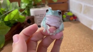 【Kakek Katak】Jika kamu terlalu dekat dengan katak, kamu akan menjadi lengket seperti ini