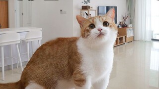 نقلت 5 قطط إلى فيلا كبيرة بمساحة 170 م²! هل تعتقد أن هذا باهظ الثمن يا رفاق؟【Huahua and Three Cats】